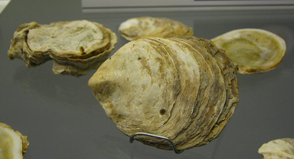 Tiostrea chilensis, primer plano