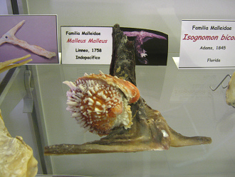 Malleus
                          malleus