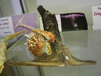 Malleus malleus, primer plano