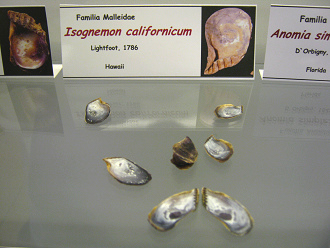 Isognemon californicum