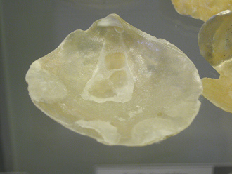 Anomia ephippium, primer plano
                                    02