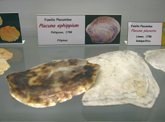Placuna ephippium