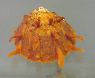 Spondylus gaederopus, primer plano