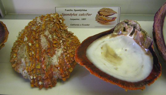 Spondylus calcifer, placa