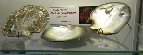Pinctada margentifera