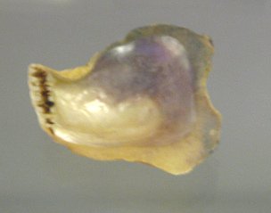 Isognomon bicolor, primer
                                    plano