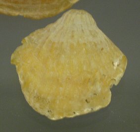 Anomia ephippium, primer plano
                                    01