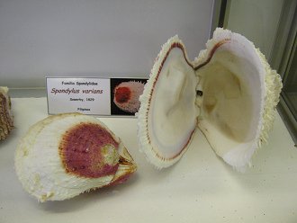 Spondylus varians 01