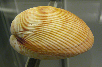 Acrosterigma kerslakae, primer plano