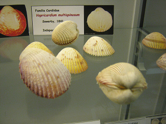 Vepricardium multispinosum