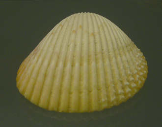 Trachycardium muricatum, primer plano