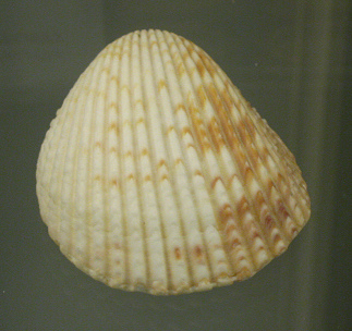 Trachycardium egmontianum,
                                    primer plano 02