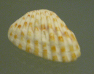 Carditamera floridiana, primer plano