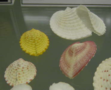 Corculum cardisa, primer plano 02