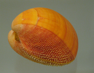 Nemiocardium bechei, primer plano
