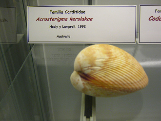 Acrosterigma kerslakae