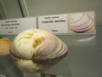 Codackia m�xima, placa