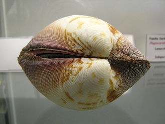 Codackia m�xima, primer plano