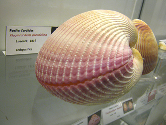 Plagiocardium pseudolima, placa