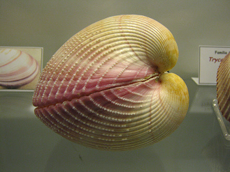 Plagiocardium pseudolima, primer plano