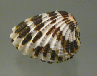 Cardita laticostata, primer plano
