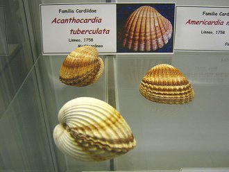Acanthocardia tuberculata