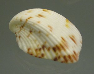 Americardia media, primer plano