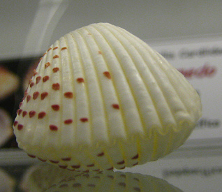 Fragum unedo, primer plano 02