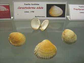 Cerastoderma edule