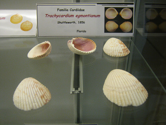 Trachycardium egmontianum