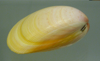 Laevicardium attenuatum, primer plano