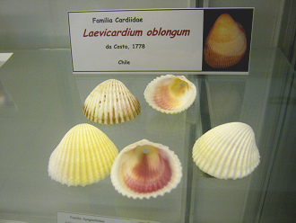 Laevicardium oblongum