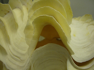 Tridacna squamosa, primer plano 01