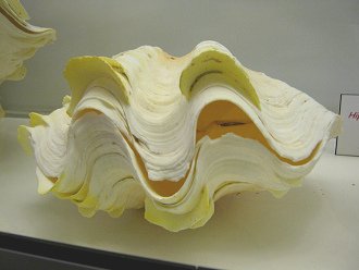 Tridacna m�xima, primer plano 01