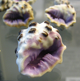 Drupa morum, primer plano 01