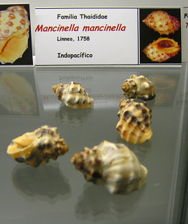 Mancinella mancinella