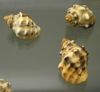 Mancinella mancinella, primer
                                  plano 02