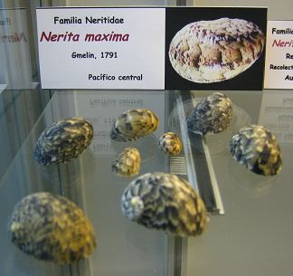 Nerita
                          m�xima