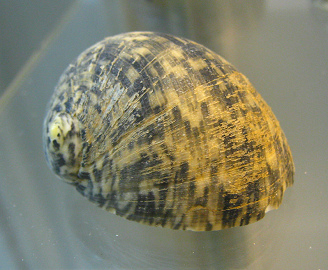 Nerita m�xima, primer plano