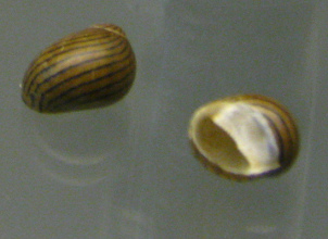 Neretina communis 01, primer
                                  plano