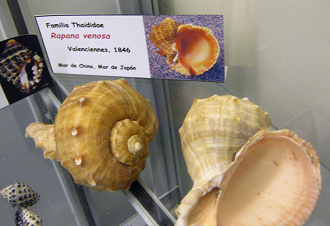 Rapana venosa, placa