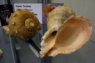 Rapana venosa, vista total