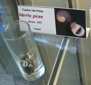 Nerita picea, placa