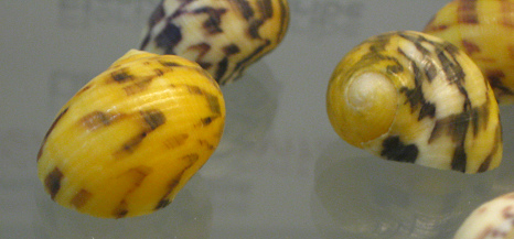 Nerita peloronta, primer plano