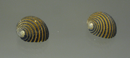 Nerita costata, primer plano