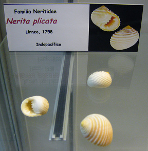 Nerita
                          plicata
