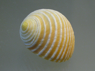 Nerita plicata, primer plano