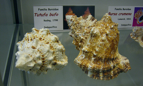 Tutufa
                          bufo