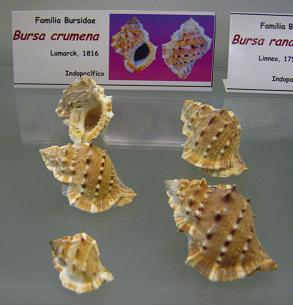 Bursa
                          crumena