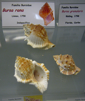 Bursa
                          rana
